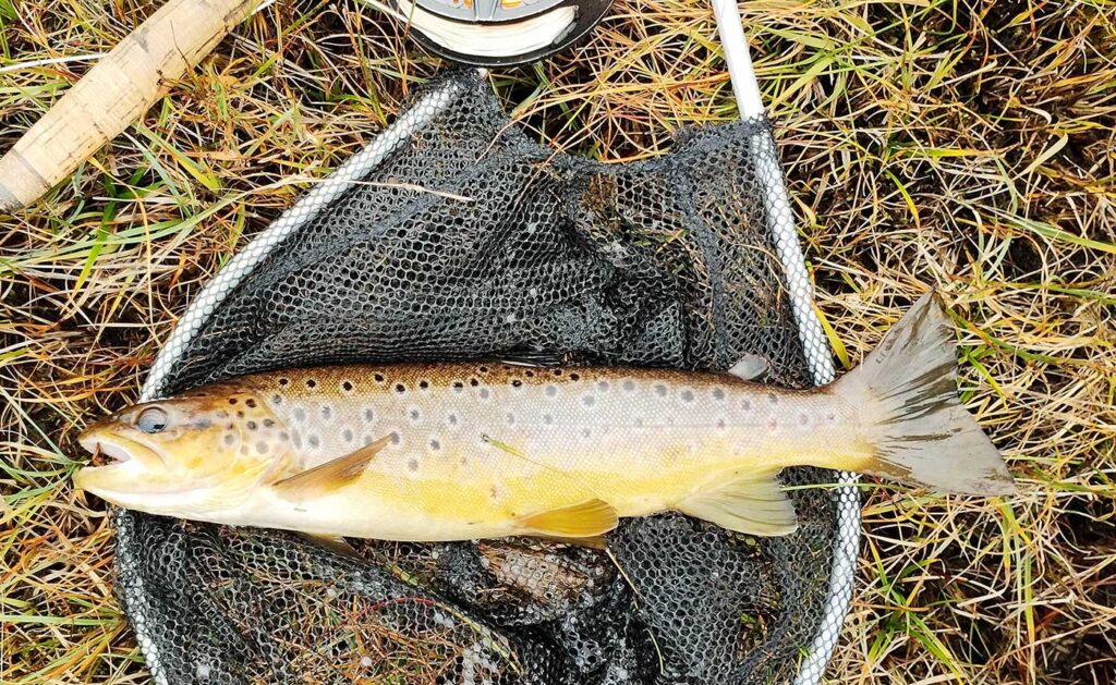 loch raa brown trout