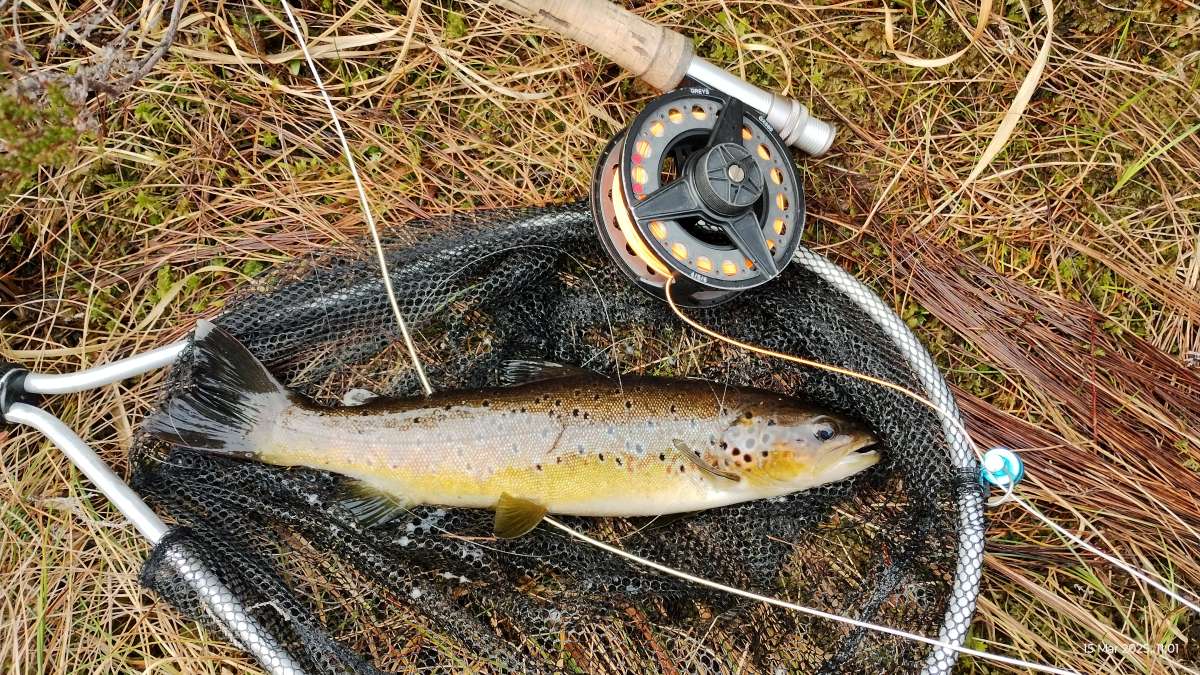 brown trout from loch na beiste
